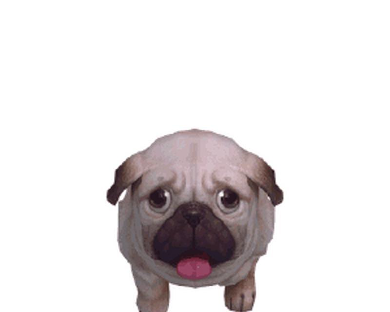 狗狗为什么喜欢舔主人的手？（探寻狗狗舔手行为的原因与意义）