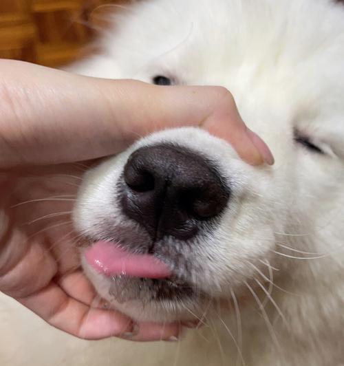 狗鼻子的神奇之处（探索狗鼻子形状的奥秘）