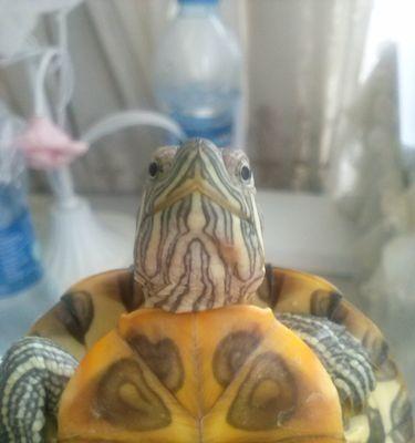 探秘乌龟脖子脱皮之谜（乌龟脖子脱皮的原因及生理机制解析）