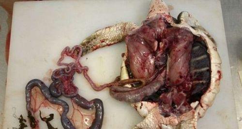 海龟不吃东西的病因及治疗方法（了解海龟进食问题的原因及如何解决）