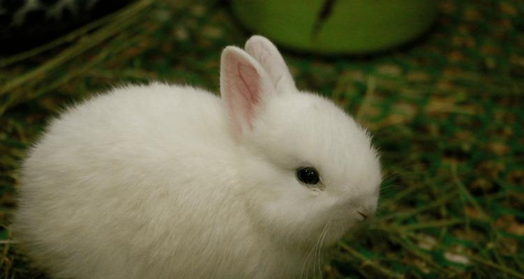 养兔子必备的网站资源（掌握这些网站，养兔子从此不再困扰）