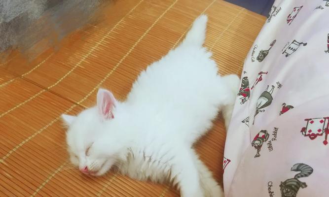 猫咪离乳期是什么时候？（了解猫咪成长的关键时期）