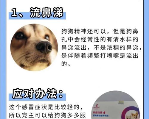 狗狗发烧的预防与护理（全面了解狗狗发烧的症状和处理方法，让你的宠物健康无忧）
