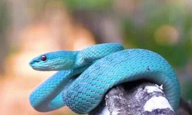 探索蛇类食用文化的多样性（从美食角度探索各类蛇的独特风味与烹饪技巧）