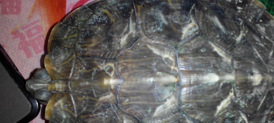 乌龟烂甲的成因及预防方法（探究乌龟烂甲形态特征及保健措施）