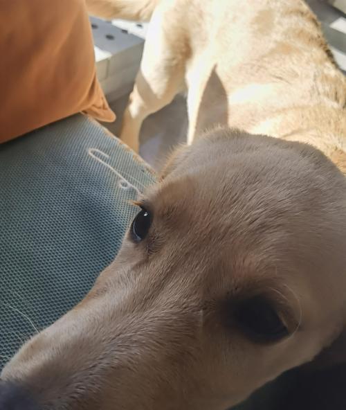 金毛幼犬伸舌头急喘气的原因及应对方法（了解幼犬急喘气背后的原因，保护金毛宝宝的健康）