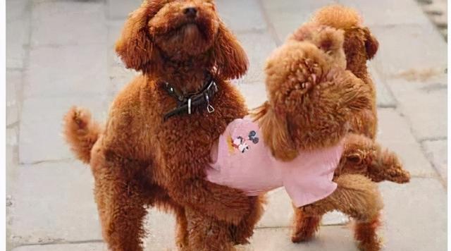 揭秘公泰迪狗抱着我腿的含义（探索背后的情感需求与行为表达）