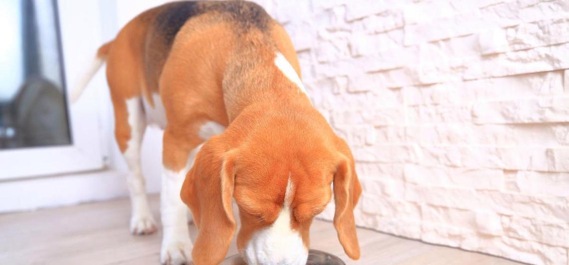 大狗生完怎么处理？（让大狗恢复健康的关键饮食及方法）