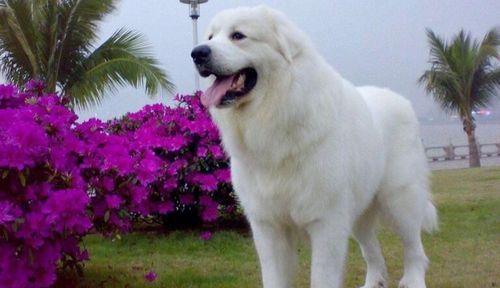 大白熊如何保护自己的生存环境（关注大白熊的栖息地保护，共同守护可持续发展）