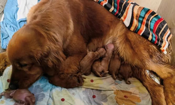 宠物狗生了，注意禁食品！（狗狗不能吃的食物有哪些？）