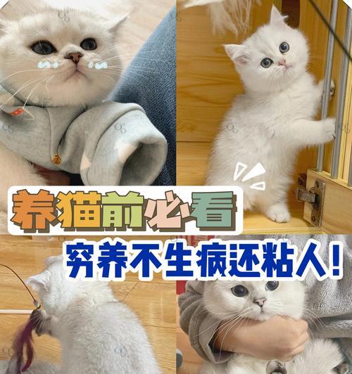 猫咪的神奇力量（解压神器，提升幸福感，促进健康）