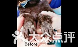 狗狗断甲的时机与方法解析