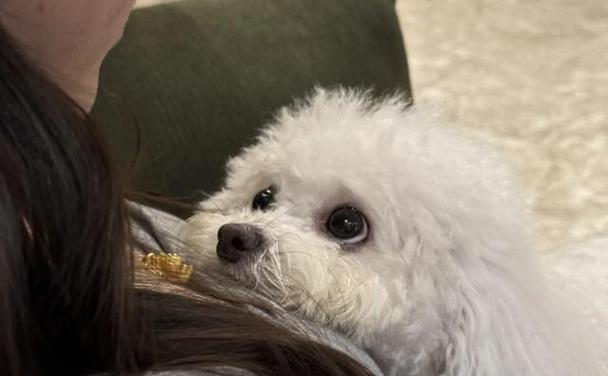 我家狗狗的斑斓之美（一只身披斑点的可爱伙伴）