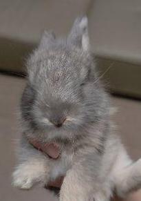 兔子的多彩世界（探寻兔子身上的丰富色彩）