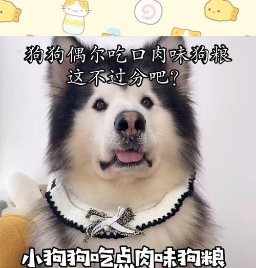 如何选择不臭的狗粮，让宠物狗狗更健康（选择适合狗狗的狗粮，解决口臭问题）