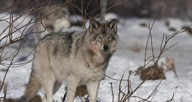 狼狗好养的原因（探寻狼狗成为理想宠物的关键因素）