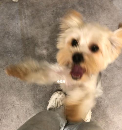 小狗洗完澡为什么会兴奋不已？（揭秘小狗洗澡后的兴奋原因，细细品味其中的乐趣！）