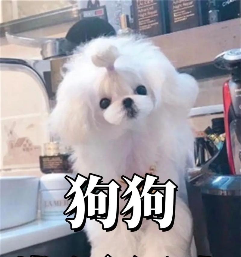 解决狗狗行为问题的有效方法（探索训练狗狗行为问题的实用技巧）