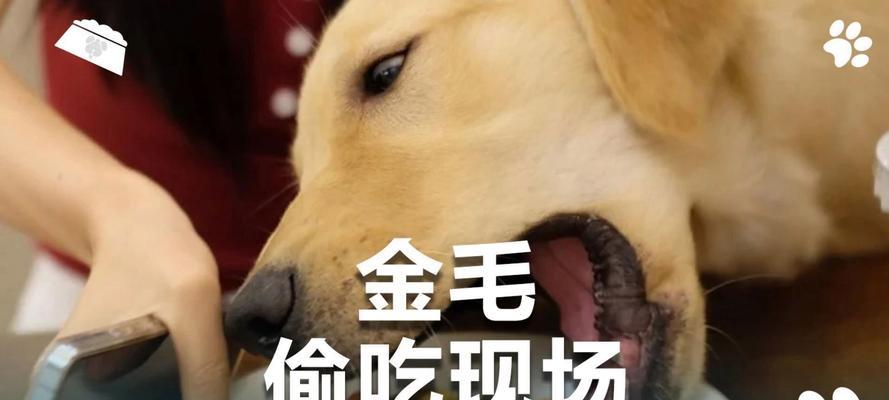 金毛犬的饮食习惯（金毛犬是否真的吃什么都可以？解密金毛犬的饮食偏好和注意事项）