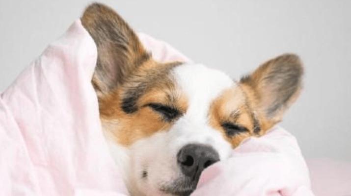 画眉鸟感冒的症状及防治方法（了解画眉鸟感冒的常见症状，保护你的宠物鸟健康）