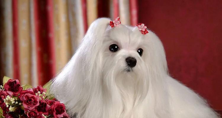 斯品种狗的特点和适应环境（探索斯品种狗的魅力，解读它们在各种环境中的表现力）