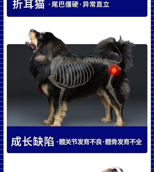 狗脚骨折的快速康复之道（以适宜的食物促进狗狗骨折的愈合）