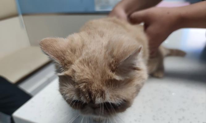 小狗淌鼻子打喷嚏怎么办？寻找有效的药物治疗方法！（解决小狗淌鼻子和打喷嚏的有效药物和护理方法）