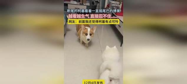 小鹿狗断尾问题的原因和解决方法（为什么小鹿狗需要断尾？如何正确处理小鹿狗的断尾问题？）