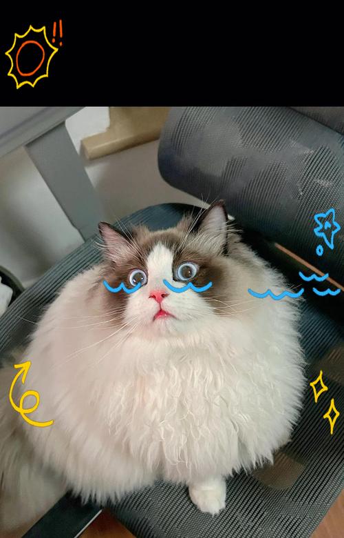 两个月小猫应该接种哪些疫苗？（为宠物猫提供全面的保护）