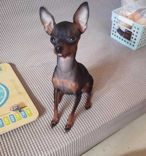 猫咪即将分娩，需要注意的事项（为即将生产的猫咪提供关怀和准备合适的环境）