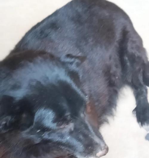 为什么狗喜欢啃脚？（探究狗狗喜欢啃脚的原因及解决方法）