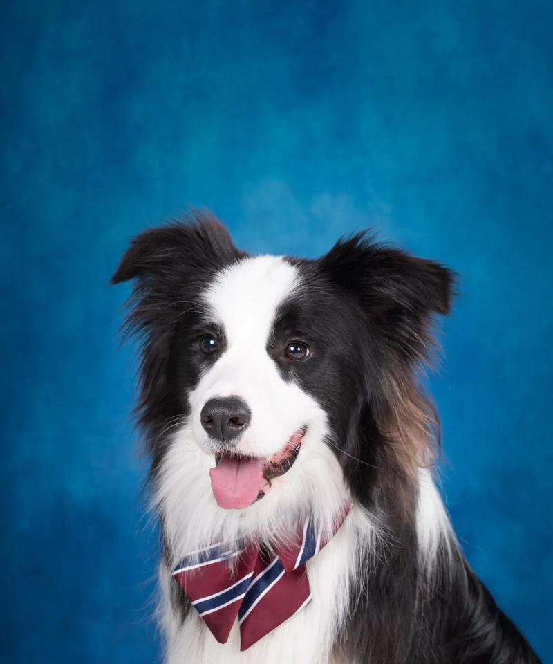 边牧毛发粗糙怎么办？解决方法大揭秘（拯救你的边牧宝贝，让其恢复柔顺光泽）