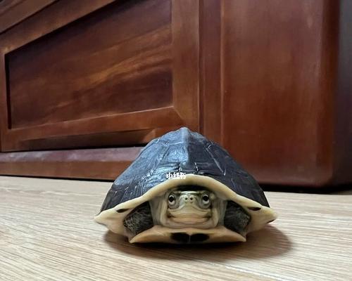 亲民的安布闭壳龟——我们的陪伴（探索安布闭壳龟的神奇世界）