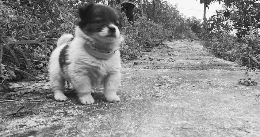 土狗小狗出生后多久能走路？（探究土狗小狗的行动发育时间）