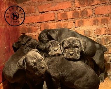 家庭护卫犬（探究两种猛犬的特点与适用性）