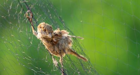 捕鸟蛛饲养超级指南（解答新手常见问题，助你成功养护捕鸟蛛）