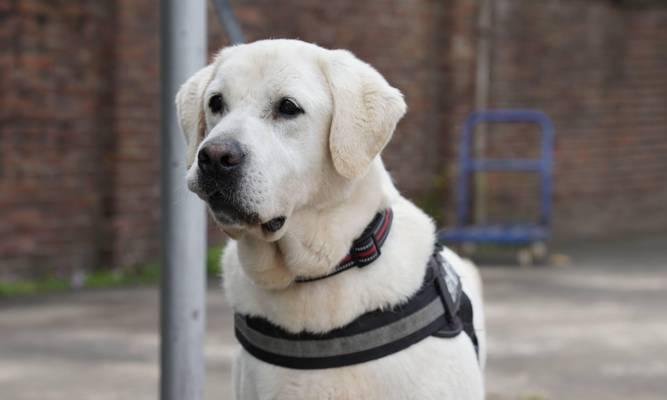 警犬携手战斗——以什么狗为主？（选择合适的犬种，提升警犬工作效能）