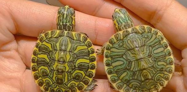 选择什么样的乌龟作为宠物？（乌龟种类和特点一览）