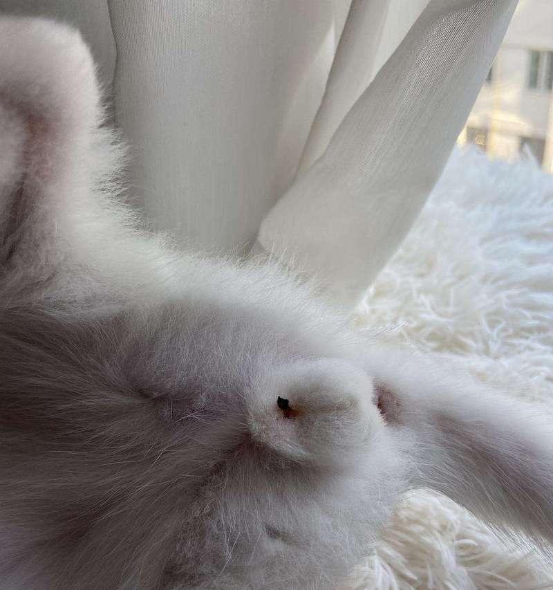 公猫蛋蛋的奇妙探险之旅（寻找世界各地的惊奇景点）