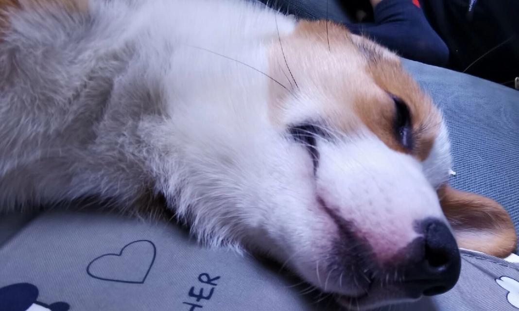 狗狗嘴红的原因解析（探究狗狗嘴巴发红的常见原因及应对方法）