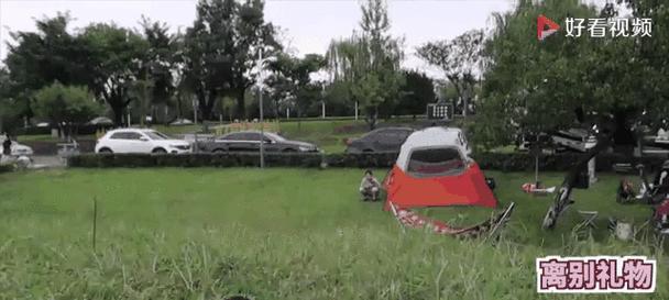 揭秘狗狗为何爱拆东西（探究狗狗拆东西背后的原因与行为）