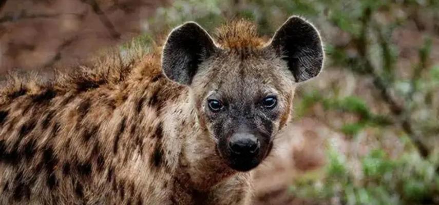 藏獒为何畏惧老虎？（揭秘藏獒与老虎之间的关系及原因）