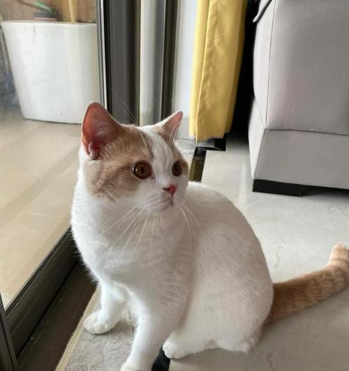 猫科动物的心肌厚度研究（了解猫科动物心肌厚度的关键因素及其生理和病理影响）