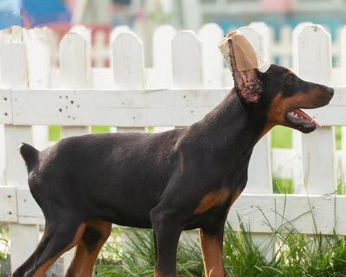 关于以杜宾幼犬断尾的最佳时间选择（了解适宜断尾的时机及注意事项）