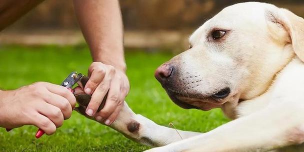 狗狗爪子的拍打意味着什么？（探索狗狗爪子拍打的含义及其沟通方式）