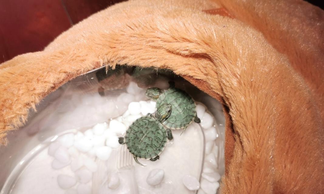 小巴西龟的饮水之道（选择适宜的水源，关爱宠物健康）