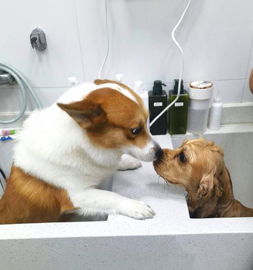 小泰迪洗澡频率揭秘（小泰迪洗澡的最佳频率及注意事项）