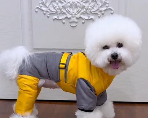 贵宾犬冬天是否需要穿衣服？（探讨贵宾犬对冷天的适应能力及是否需要额外保暖）