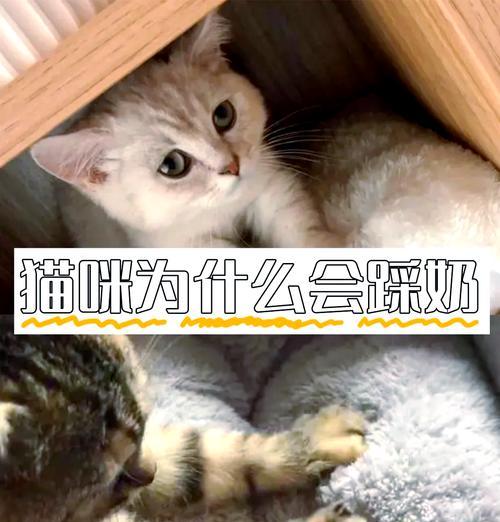 猫咪踩奶的时间究竟有多久？（解密猫咪踩奶行为背后的奥秘）