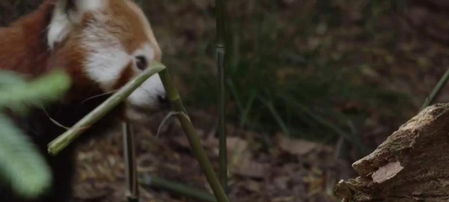 保护小熊猫，守护珍稀物种的未来（关注小熊猫，共同拯救失落在时间长河中的灵魂）